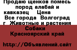 Продаю щенков помесь пород алабай и кавказец. › Цена ­ 1 500 - Все города, Волгоград г. Животные и растения » Собаки   . Красноярский край